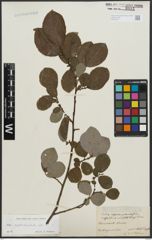Foto von Salix appendiculata Vill.